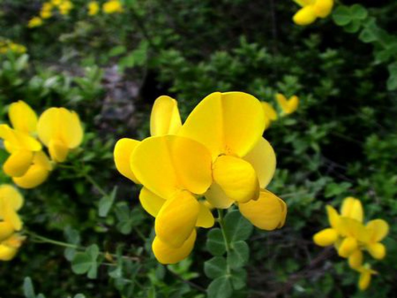 Ракитник сидячелистный