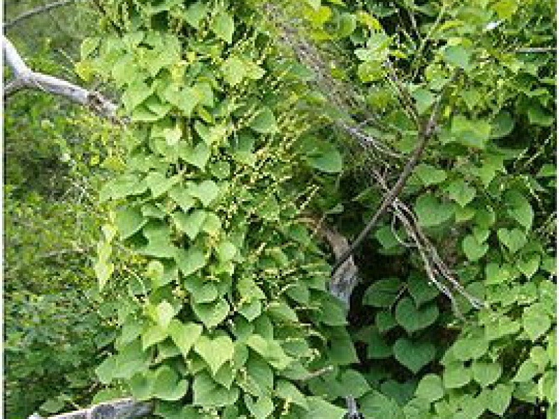 Диоскорея балканская