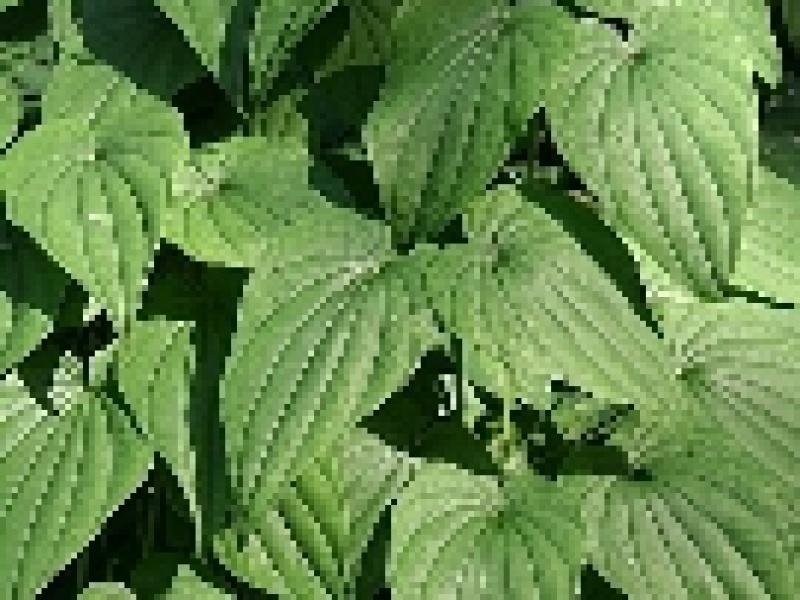 Диоскорея кавказская