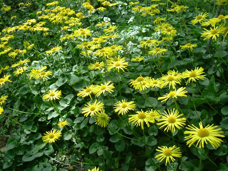 Дороникум Колюмны