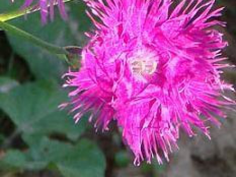 Гвоздика гибридная