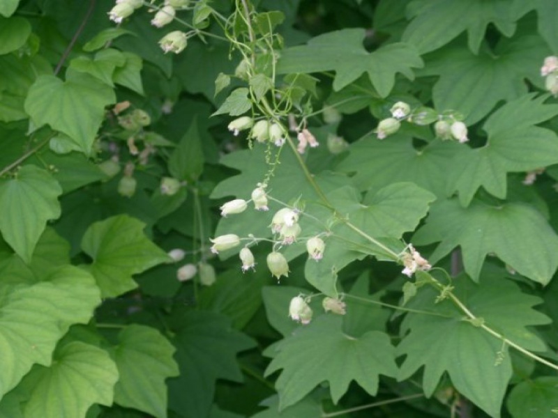 Диоскорея ниппонская