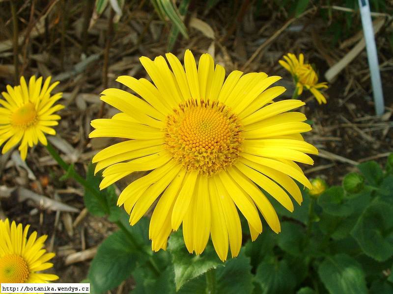 Дороникум подорожниковый