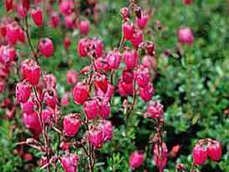 Daboecia cantabrica, Irish heath