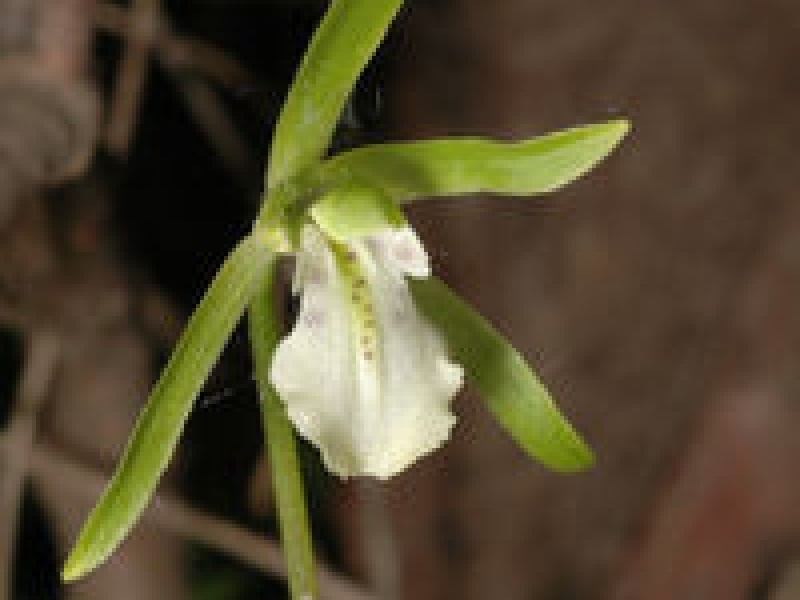 Дактилосталикс раскрытый