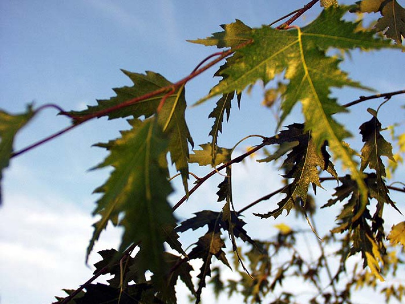 Береза далекарлийкая