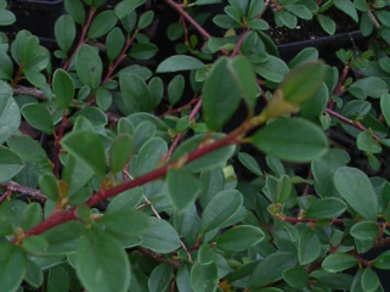 Creeping Cotoneaster