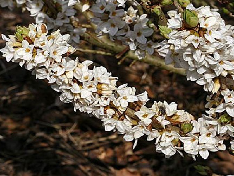 Волчеягодник смертельный альба