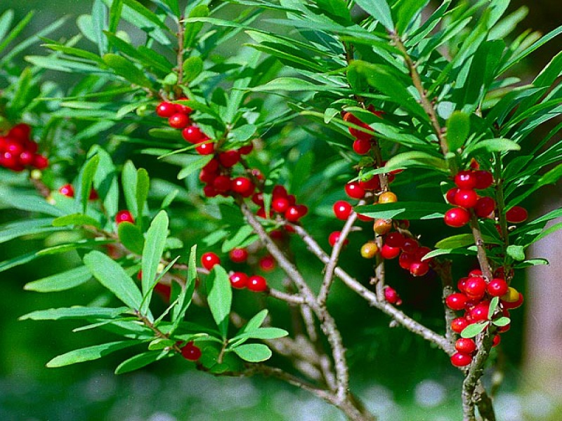 Волчеягодник смертельный «Рубра Скелект»