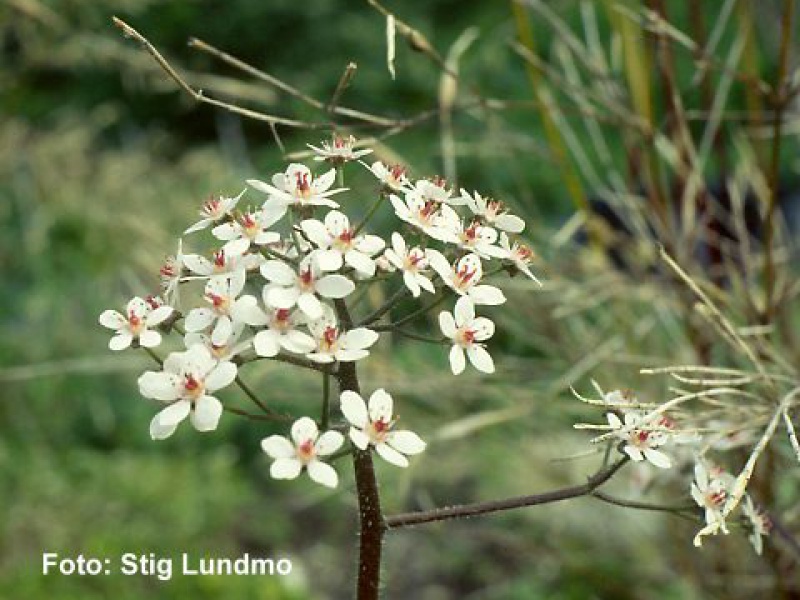 Дармера или Пельтифиллум щитовидный