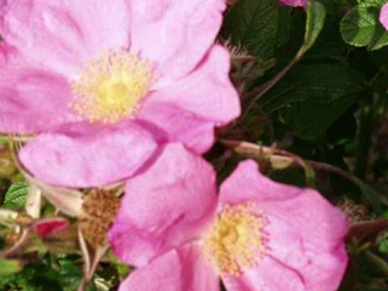 Rose rugotida 'Defender'