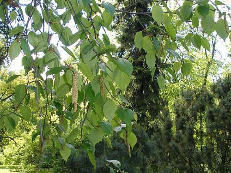 Береза даурская