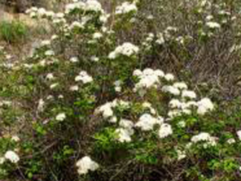 Dwarf meadowsweet (Decumbens)