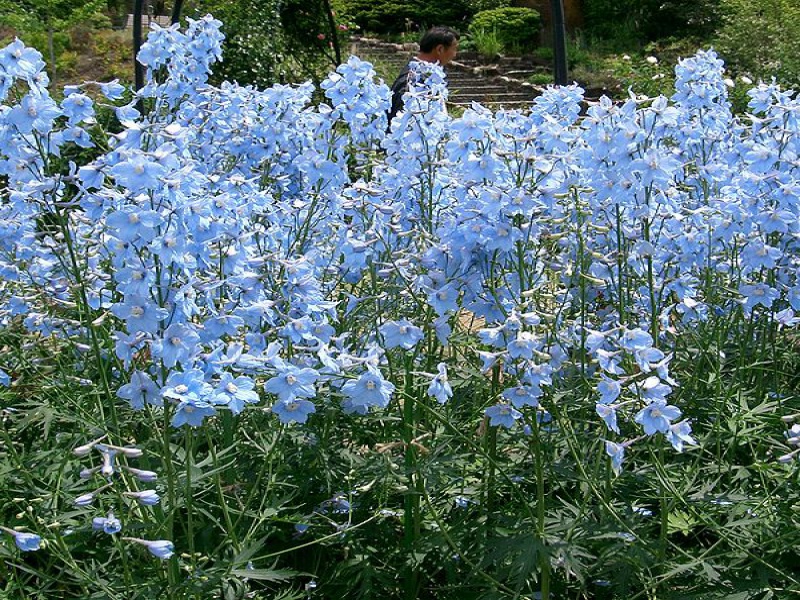 Дельфиниум, живокость, шпорник