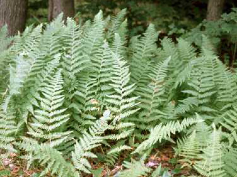 Деннштедтия