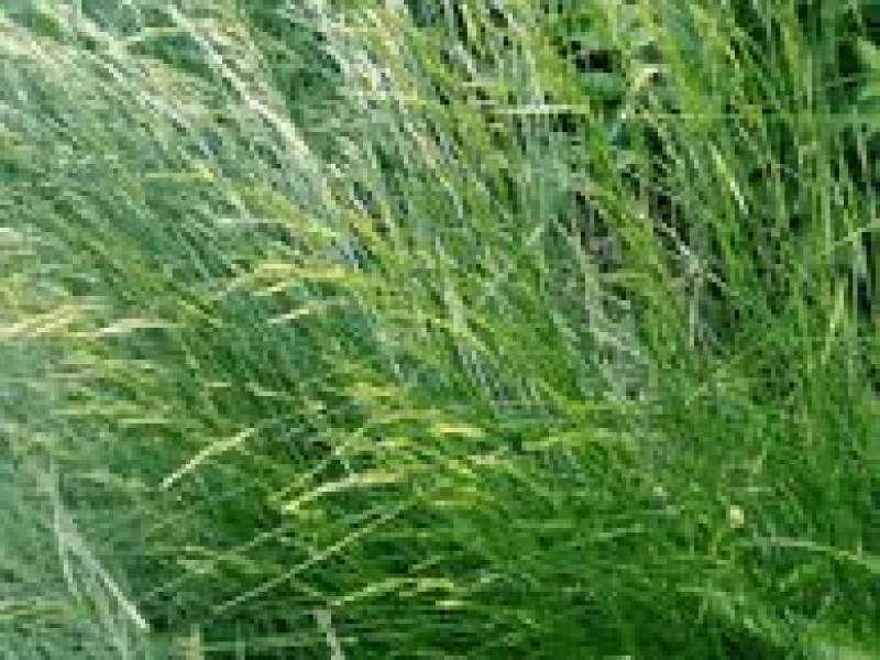 Луговик дернистый