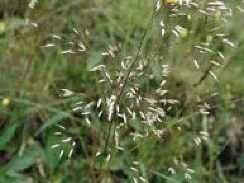 Луговик извилистый