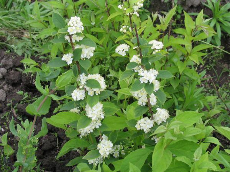 Дейция амурская