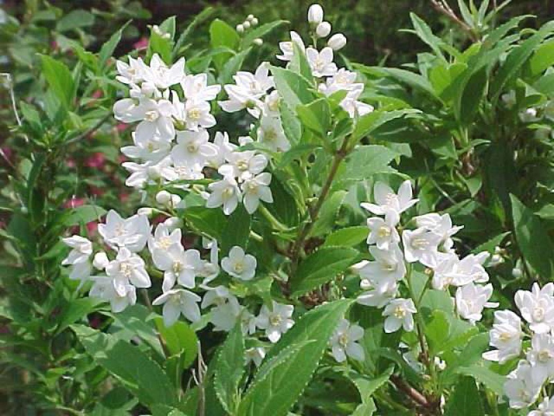 Дейция изящная