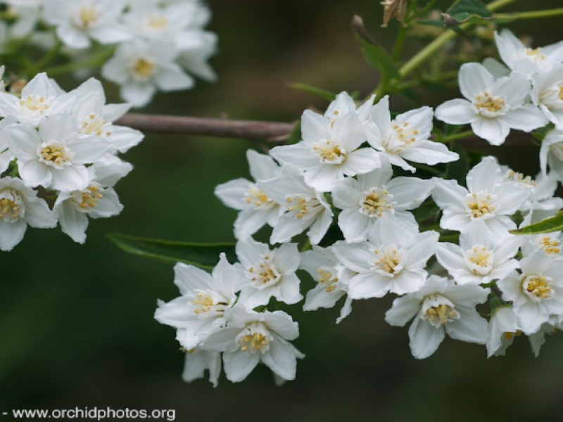 Дейция длиннолистная