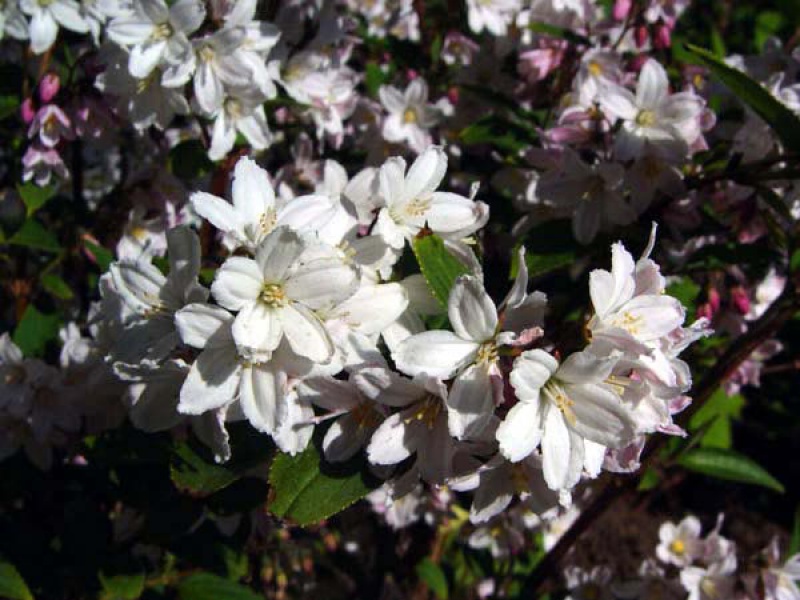 Дейция пурпуровая