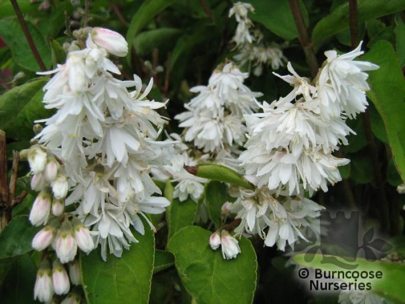 Дейция шершавая