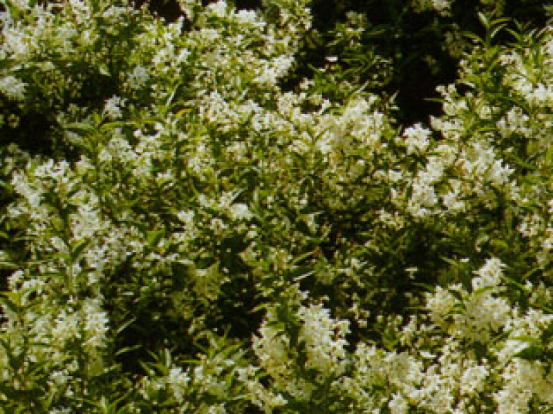 Deutzia