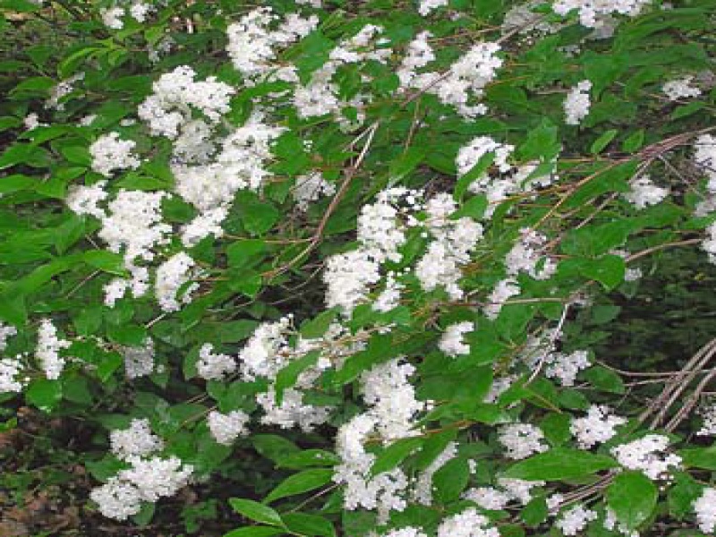 Дейция Вильморена