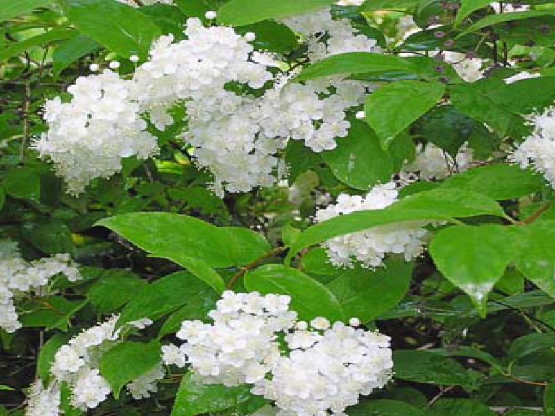 Дейция Лемуана