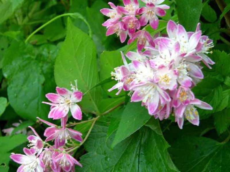 Дейция великолепная