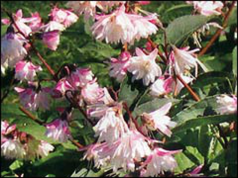 Дейция Вильсона