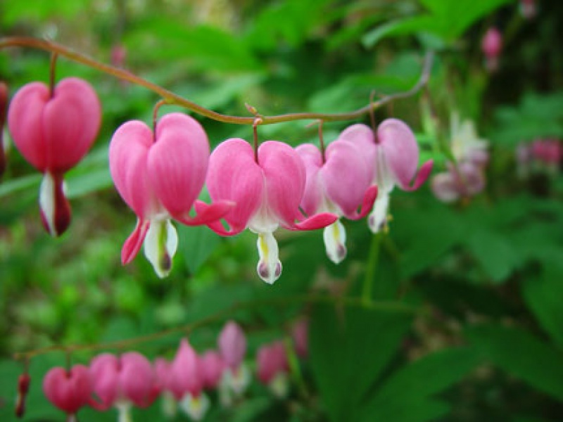 Дицентра или Разбитое сердце