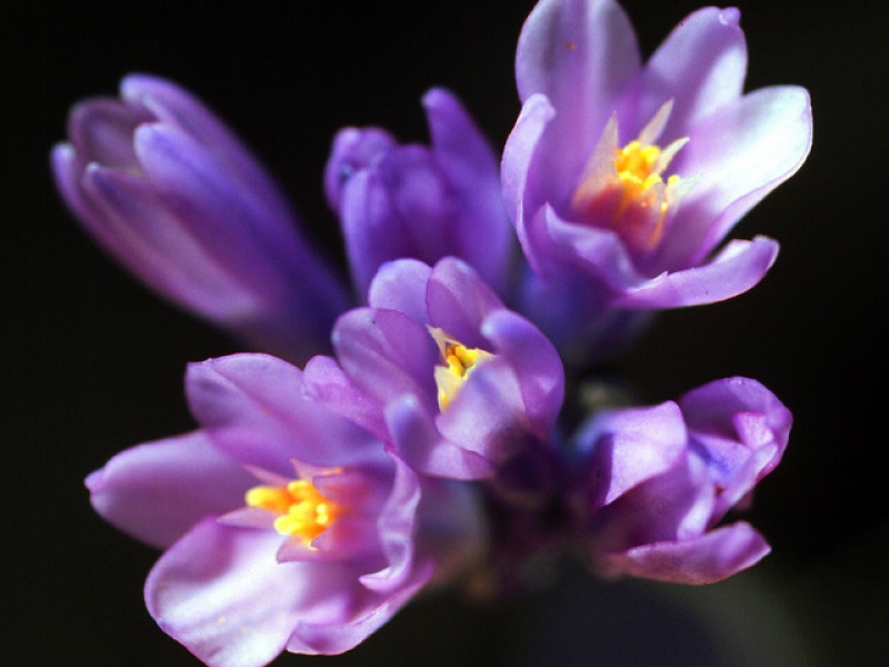 Дихелостемма