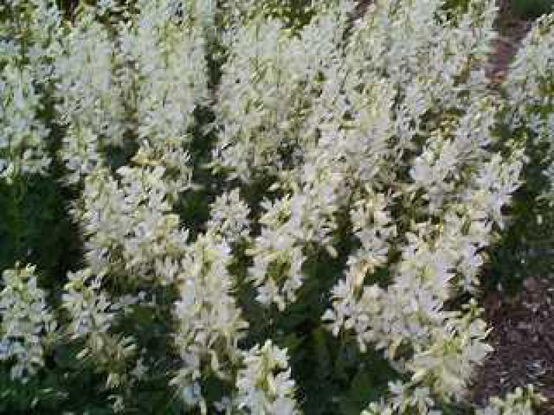 Диктамнус белый