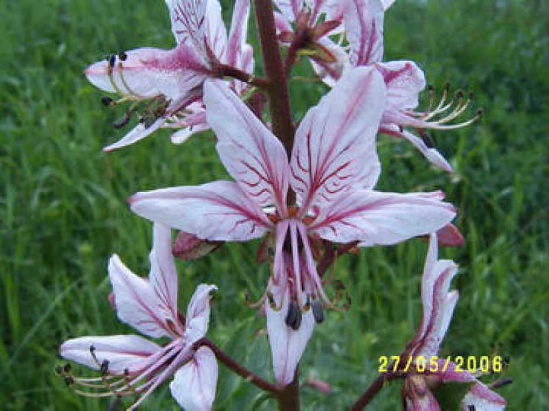 Диктамиус кавказский