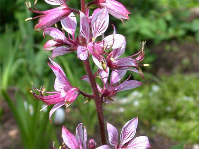 Диктамнус мохнатоплодный