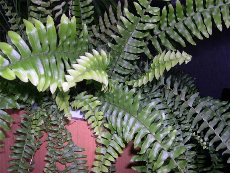 Дидимохлена (мантиевый папоротник)