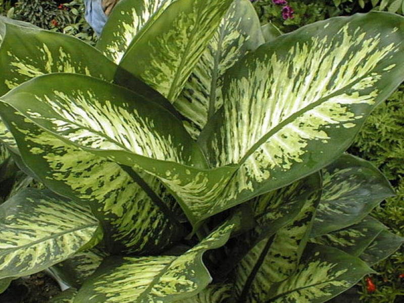 Диффенбахия