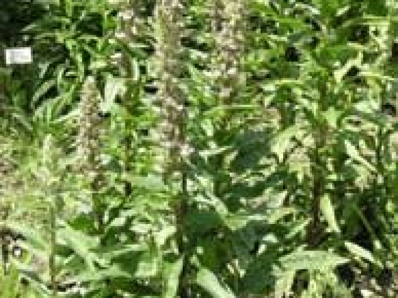 Наперстянка шерстистая