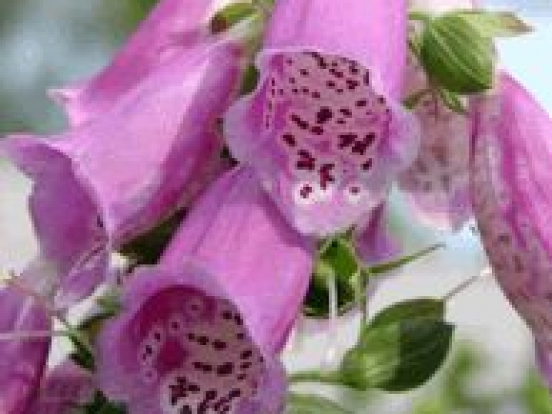 Наперстянка пурпурная