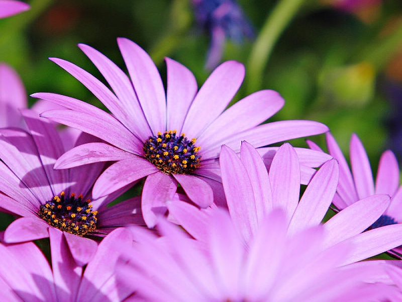 Диморфотека