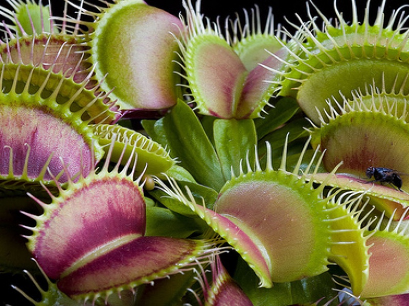 Дионея или Венерина мухоловка