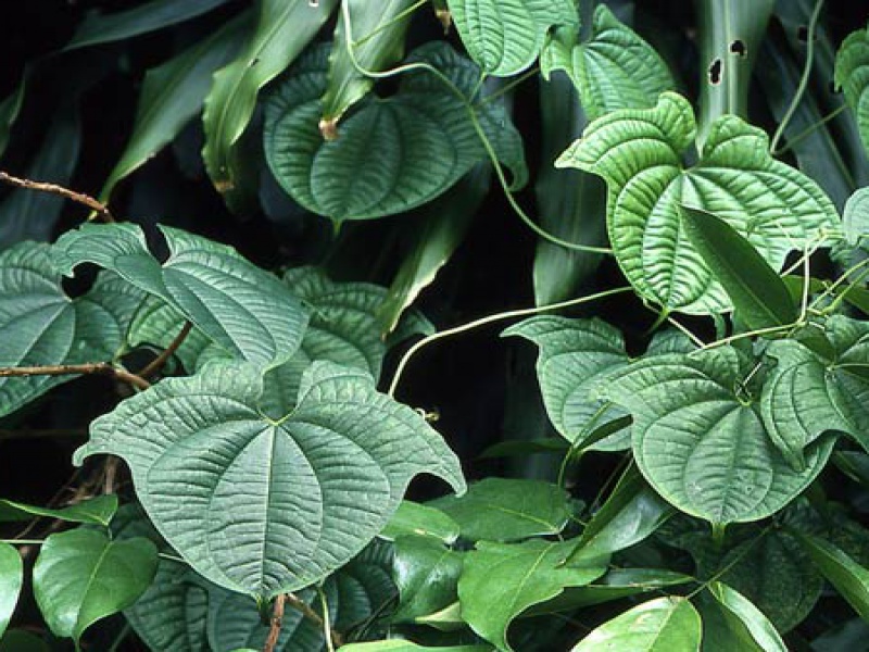 Диоскореевые