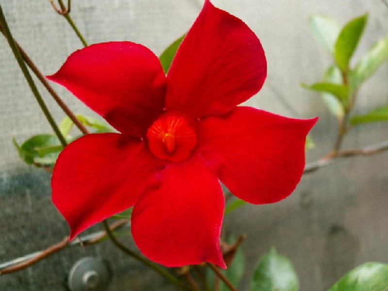 Дипладения