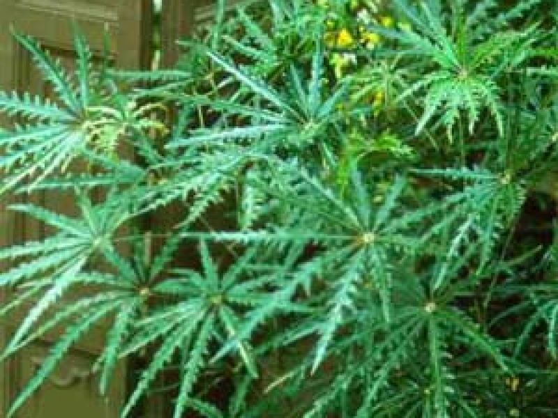 Дизиготека