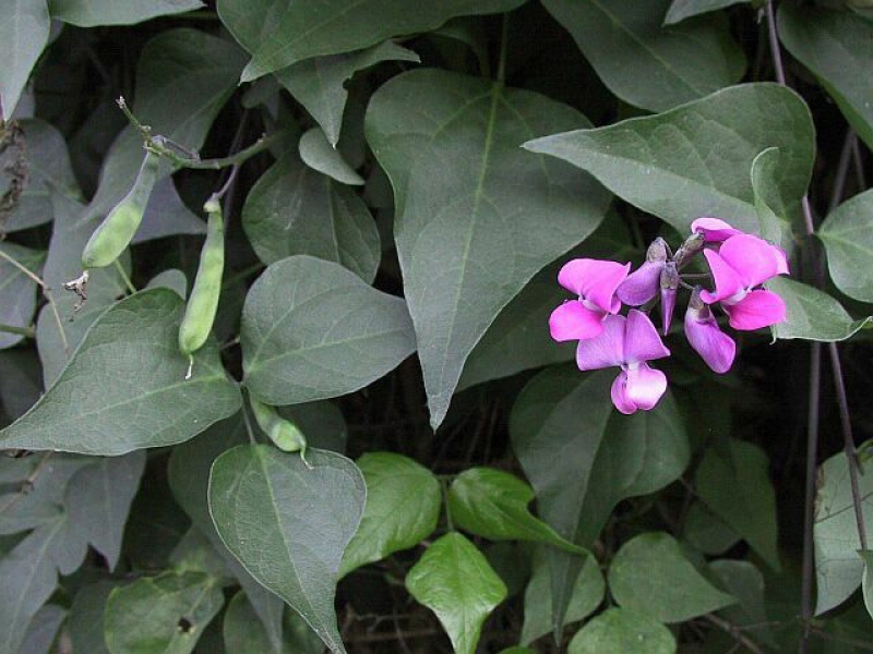 Долихос, или гиацинтовые бобы, или вьющаяся сирень