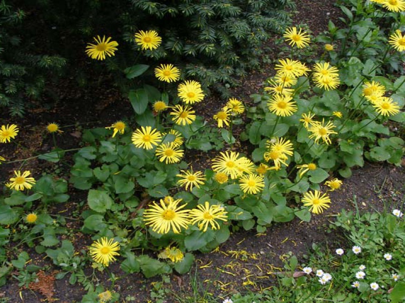 Дороникум австрийский