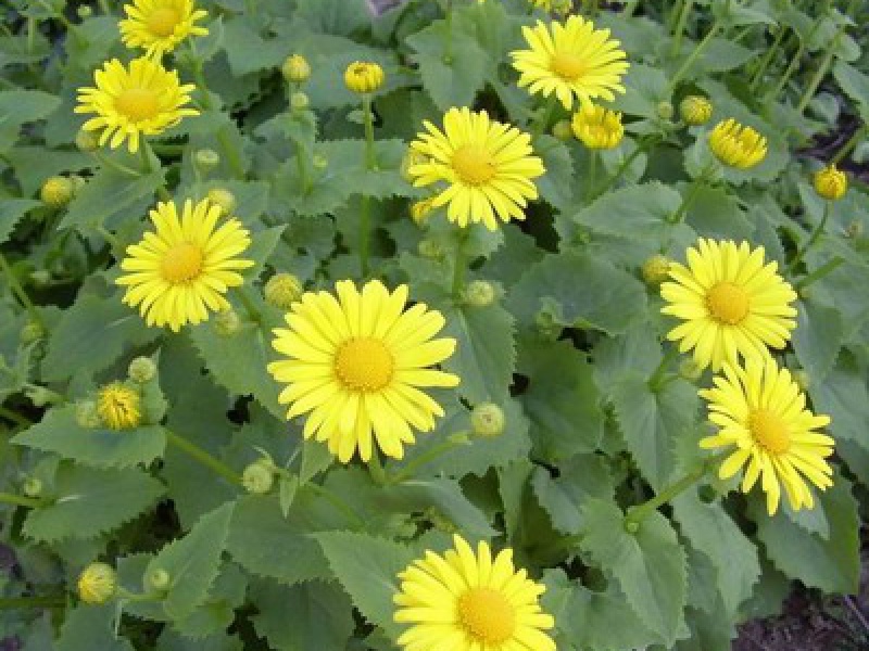 Дороникум Клюза