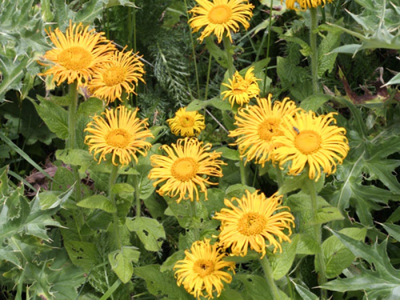 Дороникум продолговатолистный