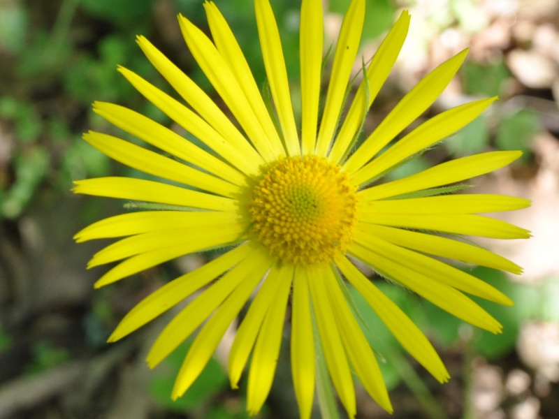 Дороникум восточный